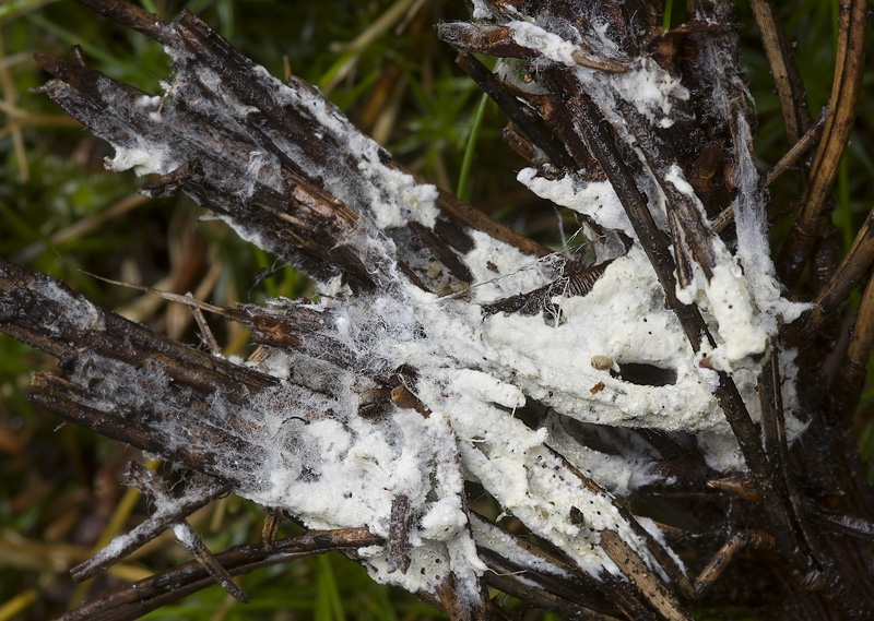 Amphinema byssoides